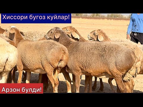 Видео: Хиссори бугоз куйлар! 990489595☎️