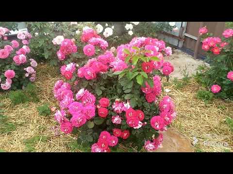 Видео: 9.06. 2024 года!Розы самарканда, ди зеенсверте, хани дижен, кейт, джур дэ фет, зацвели дельфиниум