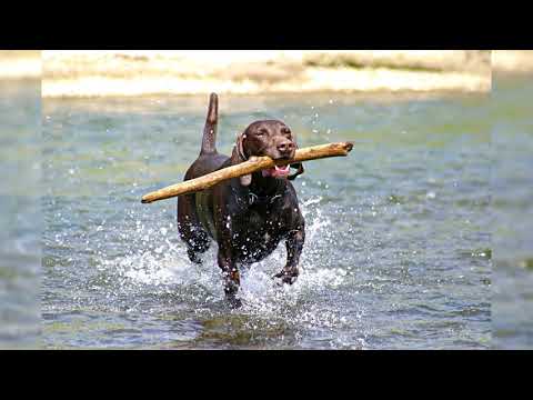 Видео: Немецкий курцхаар или немецкая короткошёрстная легавая. Плюсы и минусы, Цена, Как выбрать, Факты, Ух