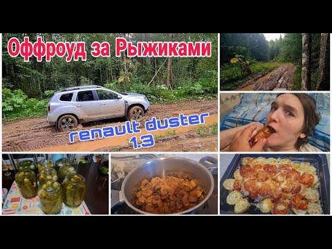 Видео: За грибами по бездорожью. Рыжиков полно. Замариновала огурцы. Уход за Дашей. Приготовила вкусняшку