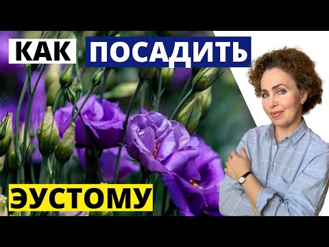 Видео: Посадка ЭУСТОМЫ
