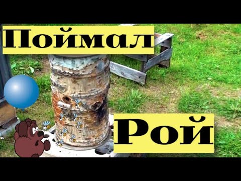 Видео: Попался маленький рой в колоду. Везу на пасеку. В соседнюю колоду попались шершни #24