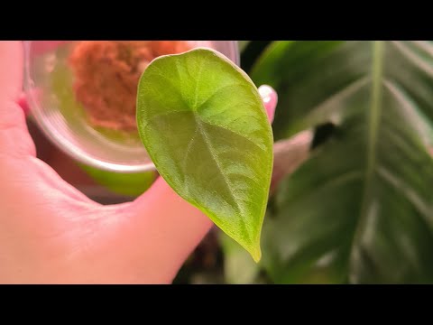 Видео: Видео-знакомство со мной и моими клонами 