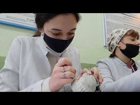 Видео: VLOG: СТОМАТОЛОГ | ДАНТИСТ | КОЛЛЕДЖ | ПАРЫ | ПРАКТИКА🦷