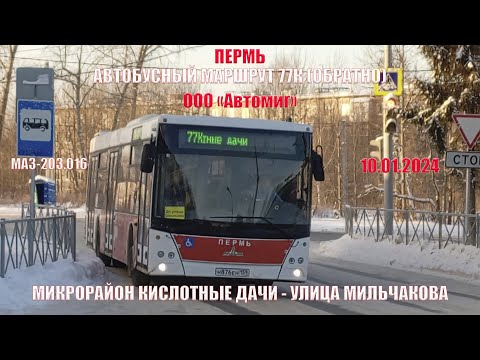 Видео: Пермь | Автобусный маршрут 77К обратно | МАЗ-203.016 | М/р Кис. дачи - Ул. Мильчакова | 10.01.2024