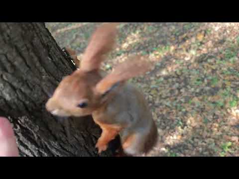 Видео: Белка, которая ненавидит голубей 🤔😃 The squirrel who hates pigeons