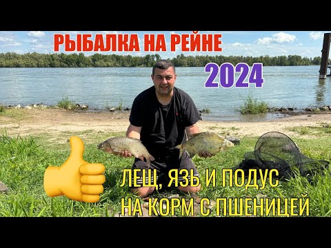 Видео: ЛЕЩ, ЯЗЬ, ПОДУС НА ПРИКОРМ С ПШЕНИЦЕЙ - РЫБАЛКА НА РЕЙНЕ 2024