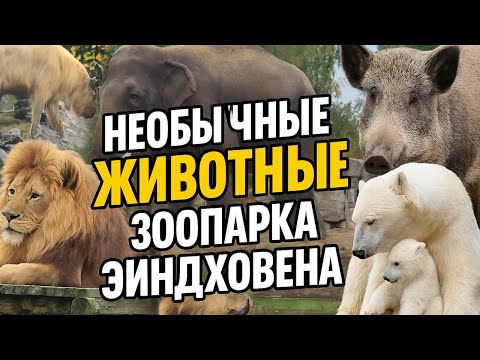 Видео: Невероятные животные зоопарка Эйндховена 🦁🐻 | От наглого кабана до белой медведицы с детёнышем