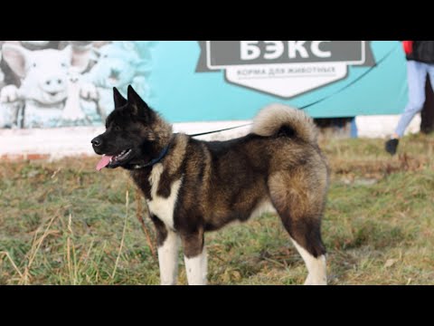 Видео: Почему Вам следует выбрать именно корм "БЭКС" почему он лучше других ?!
