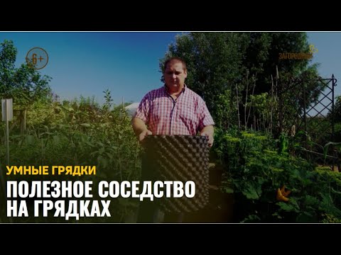 Видео: Полезное соседство на грядках /Умные грядки