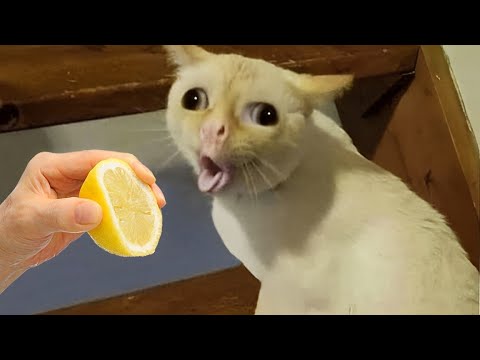 Видео: Смейтесь до слез с этими смешными животными 😂