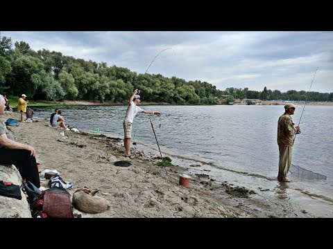 Видео: Что ловится на Днестре в Вадул-луй-Водах этим летом на активную донку