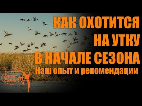 Видео: Как успешно охотиться на утку в начале сезона? Наш опыт и рекомендации