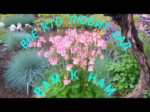 Видео: МОЙ САД💕  МОЯ ГОРДОСТЬ🫠