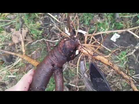 Видео: Корни и почки моих пионов (ИТО гибриды)