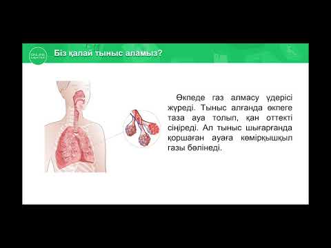 Видео: Тыныс алу мүшелері. Жаратылыстану