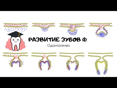 Видео: Развитие зубов (часть 1)