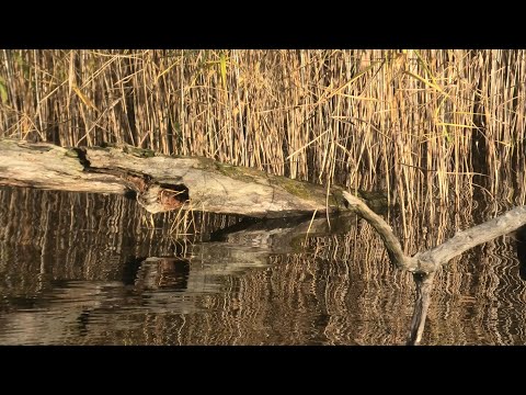 Видео: Осенняя рыбалка в Латгалии. Saviļu ezers.