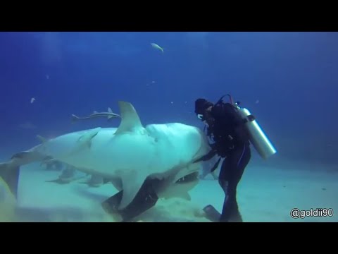 Видео: ЛУЧШЕЕ из вашей ежедневной дозы Интернета! (Часть 3)