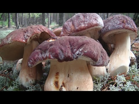 Видео: Белые Грибы Боровики На Каждом Шагу! Грибное Царство! Сентябрь 2020!