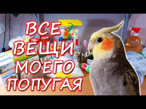 Видео: ВСЕ ВЕЩИ МОЕГО ПОПУГАЯ. Хранение вещей попугая. | Рокки Life