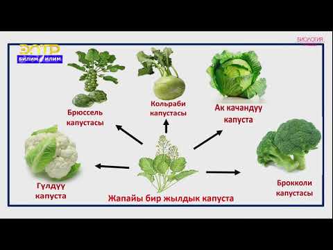 Видео: 9-класс | Биология | Селекция организмдердин маданий формаларын өзгөртүү жолу
