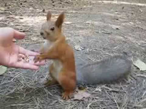 Видео: Ручные смешные белки