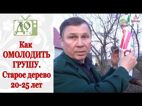 Видео: КАК ОМОЛОДИТЬ  грушу в возрасте 20- 25 лет