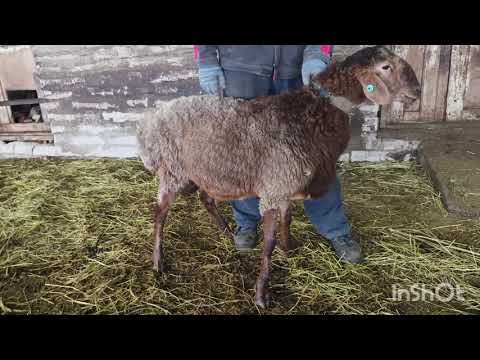 Видео: Гиссарские баранчики на продажу. Возраст от 8 месяцев. Тел 89053487353