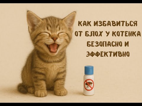 Видео: Как избавиться от блох у котёнка — безопасно и эффективно!