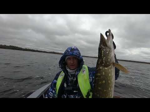 Видео: Эта ПРОВОДКА ВИБА приносит БОЛЬШЕ ПОКЛЁВОК ЩУК чем СИЛИКОН! Осенние приманки ВИБ и ВОБЛЕР!