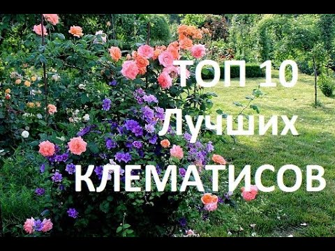 Видео: ТОП 10 ЛУЧШИХ СОРТОВ КЛЕМАТИСОВ для ВАШЕГО САДА.