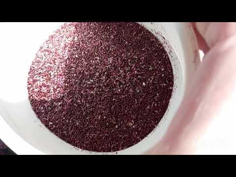 Видео: Последние хлопоты с гладиолусами: очищаю луковицы перед хранением, собираюсь домой#гладиолусы