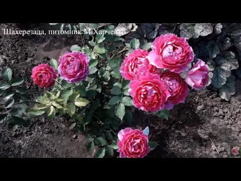 Видео: ✿➽ Новые розы из питомника Марии Харченко (посадка осень 2022)