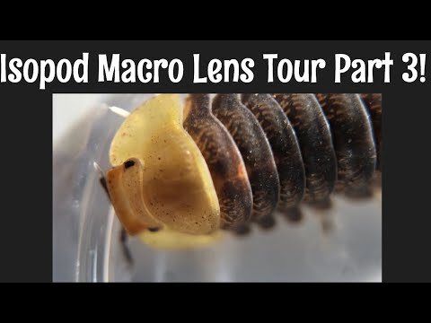 Видео: Обзор макрообъективов Isopod, часть 3