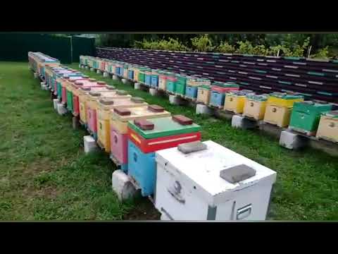 Видео: Масштабный Эксперимент. Зимовка Пчёл.Часть 3.