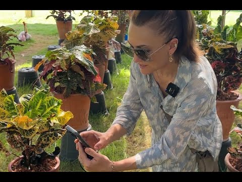 Видео: Кротоны: лучшие растения, сорта и новинки 2024 (выставка)