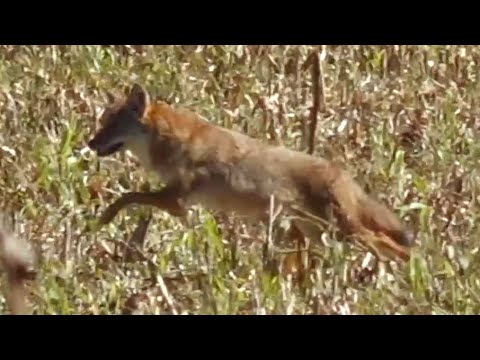 Видео: Охота на койотов в Канзасе — 1-й стенд с новым Foxpro X360 — Охота на хищников в режиме близкого ...