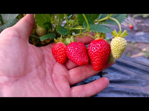 Видео: Ремонтантная клубника 🍓нюансы выращивания