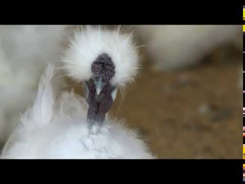 Видео: Как развести  шелковых куриц?