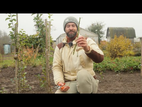 Видео: Плодовому саду быть! Заготовка, хранение и укоренение черенков плодовых деревьев.