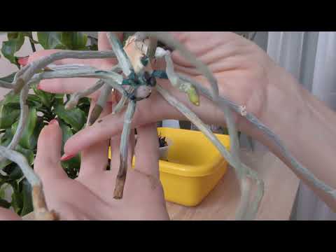 Видео: УЖАС УЖАСНЫЙ. Орхидея МУТАШКА кидается корнями, Гнилой ствол - ПОСТОЯННОЕ её состояние Действую.