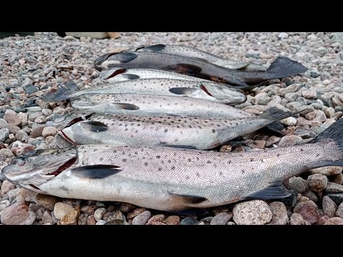 Видео: Рыбалка в КАРЕЛИИ на ПЯОЗЕРЕ!!! КУМЖА АТАКУЕТ!