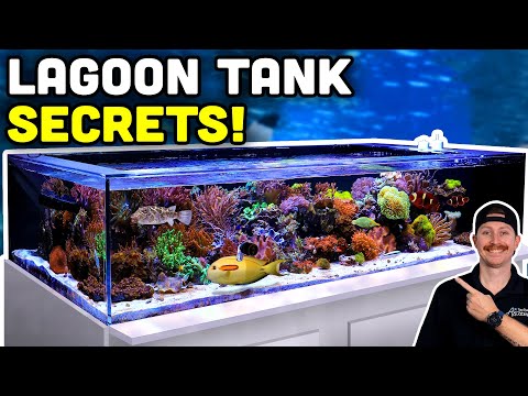 Видео: СУПЕР ПРОСТАЯ лагуна с натуральной морской водой! Экскурсия по полному резервуару!