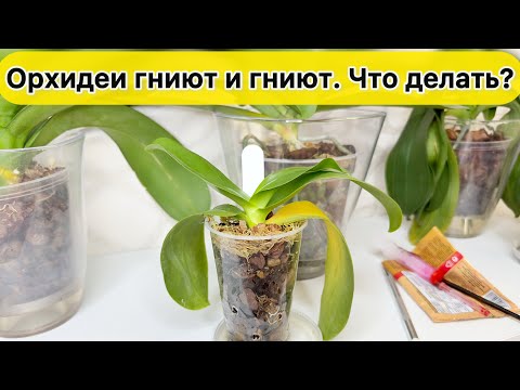 Видео: Орхидеи ГНИЮТ и ЖЕЛТЕЮТ листья орхидеи
