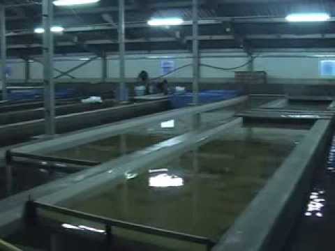 Видео: Сахалинский осетр. Часть 4