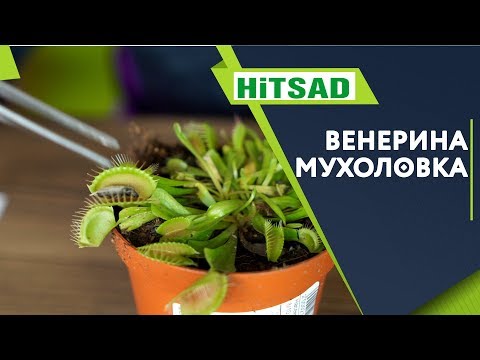 Видео: ВЕНЕРИНА МУХОЛОВКА ИЛИ ДИОНЕЯ ✔️ УХОД ЗА ХИЩНЫМ РАСТЕНИЕМ ✔️ Кормим мухоловку