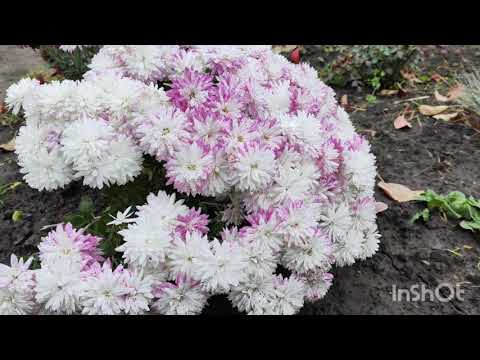 Видео: 7 ноября прогулка по саду