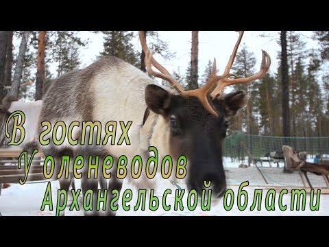 Видео: В гостях у оленеводов