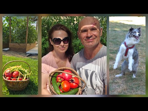 Видео: 19  Живот на 'село' : Берем зеленчуци и режем дърва. Труд и спокойствие!!!